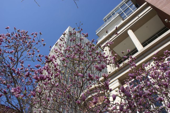 20150426_tree_boa_900x600