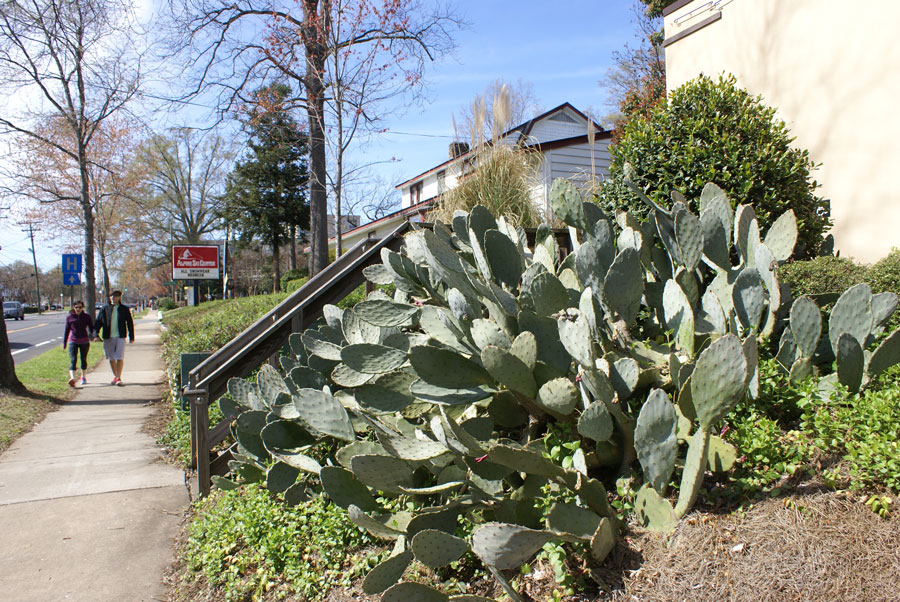the cactus plant on East Boulevard is enjoying out hot weather in Charlotte