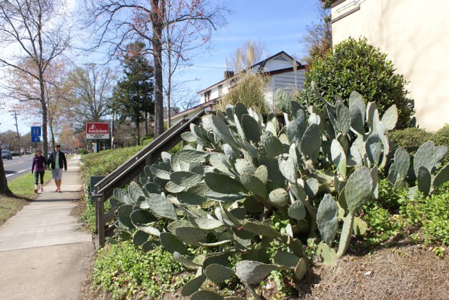 the cactus plant on East Boulevard is enjoying out hot weather in Charlotte