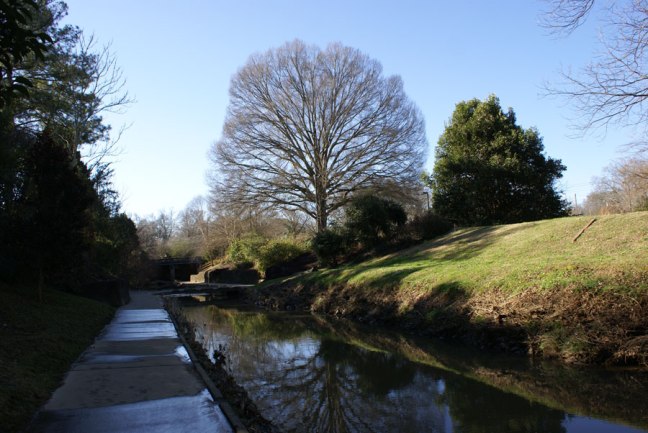 tree on greenway near Uptown Charlotte