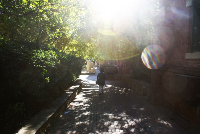 sunlight and shadows