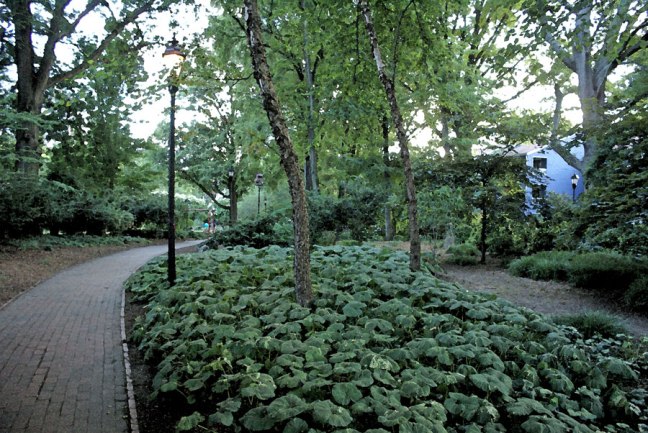 plants in the 4th Ward Park