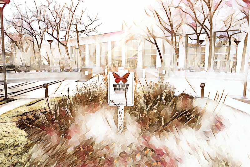 A butterfly highway garden found in uptown Charlotte at the Government Center. 